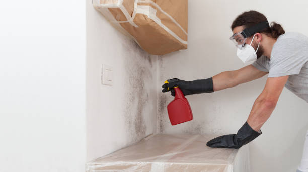 Professional Basement Mold Removal technician working in Lyons, NJ
