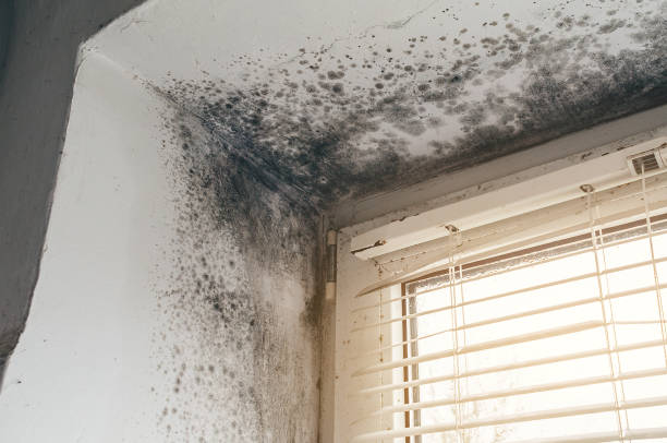 Affordable Basement Mold Removal solutions in Lyons, NJ